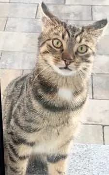 Simba