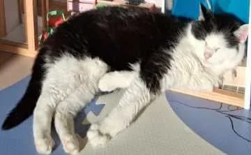 Feli