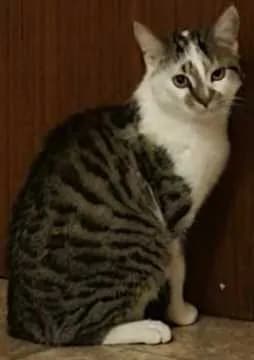 Milo