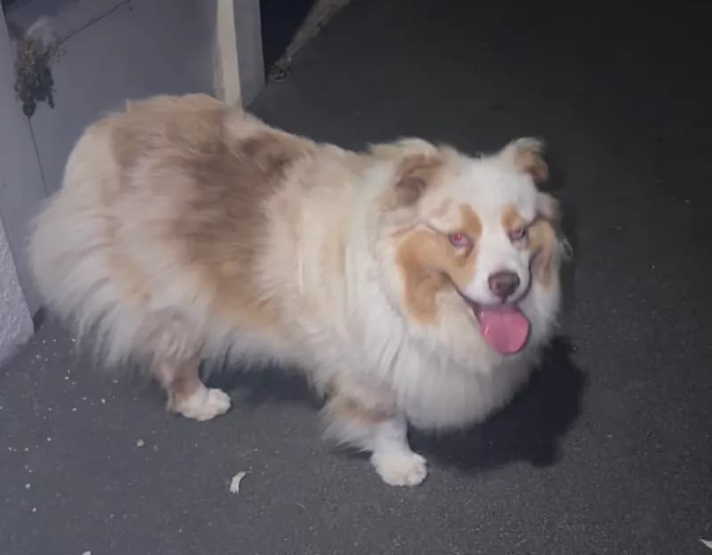 Yuki