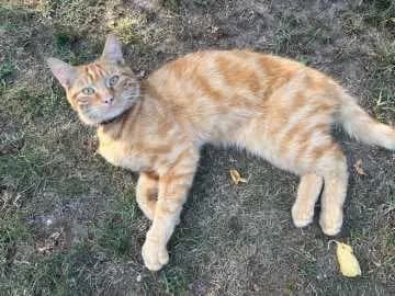 Alfi