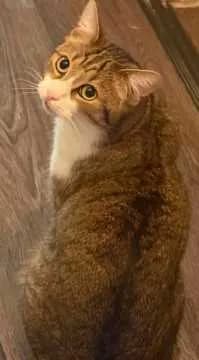 Katle