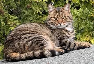 Miezi
