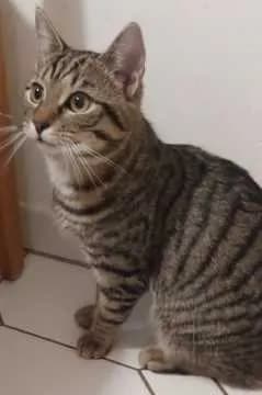 Leo