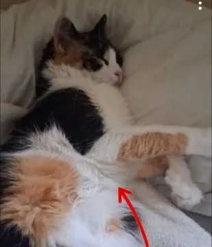 Bommel