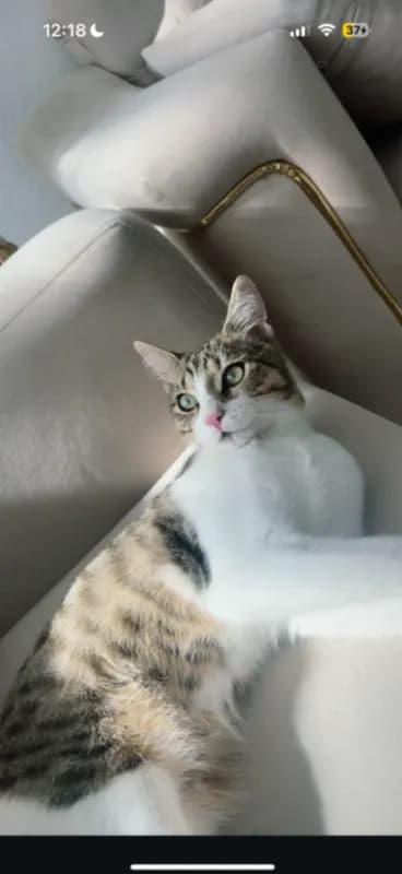 Simba
