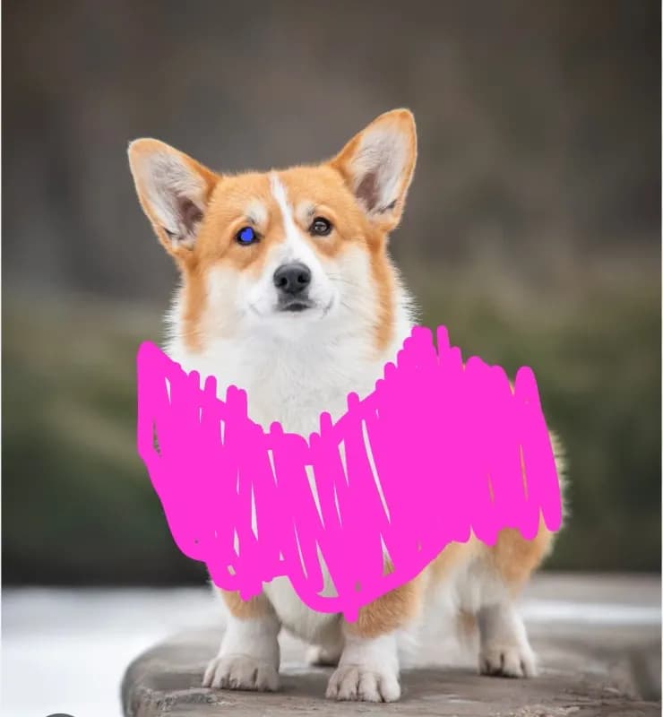 Nicht mein Hund