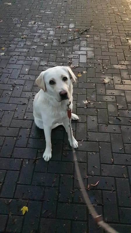 Daisy