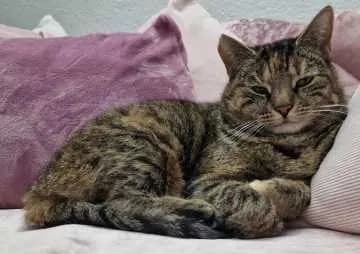 Miezi