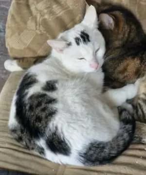 Loki