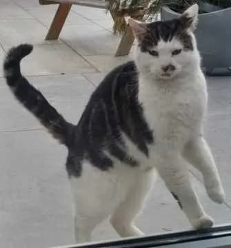 Mau