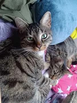Cosmo