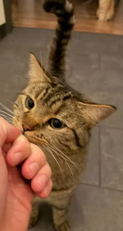 Loki
