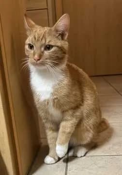 Krümel