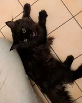 Susu
