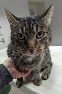 Katerchen