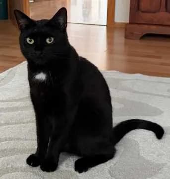Luzia
