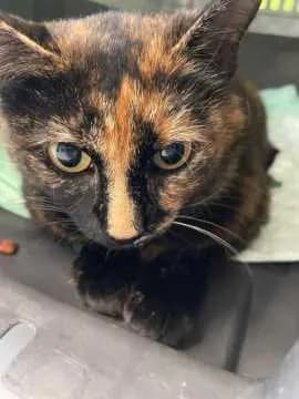 Nala