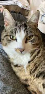 Bela